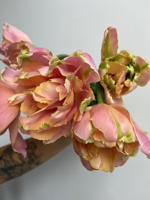 Specialty heirloom tulip Pink Star